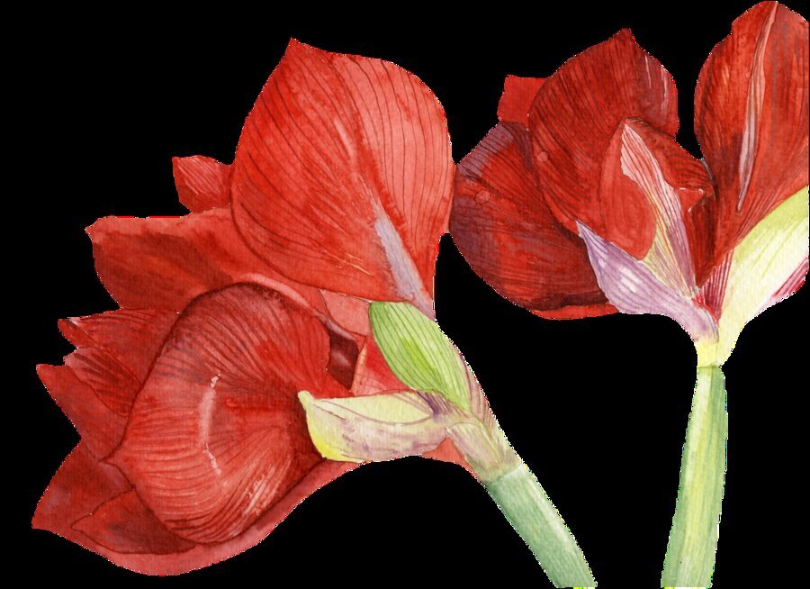 Amaryllis