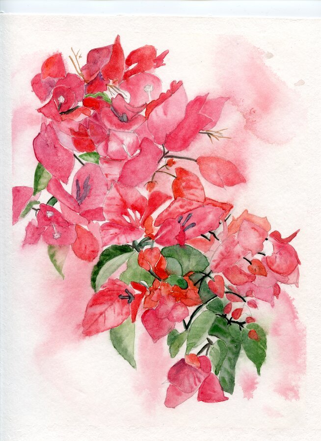 Bougainvillea