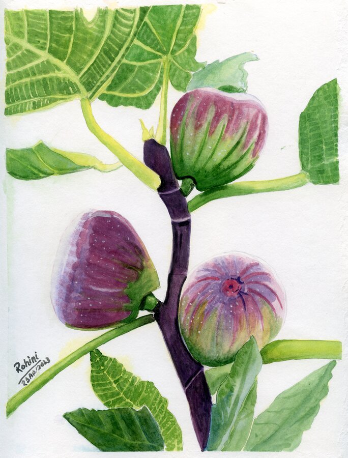 Figs