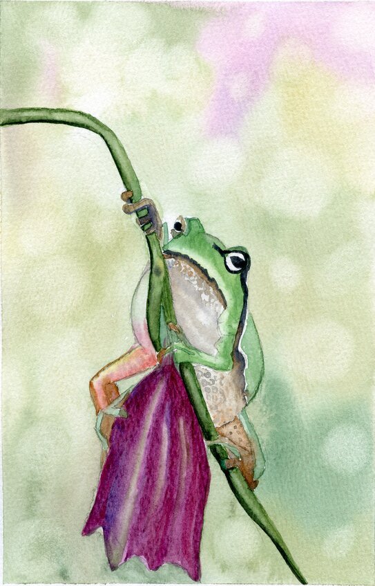 Frog on Branch