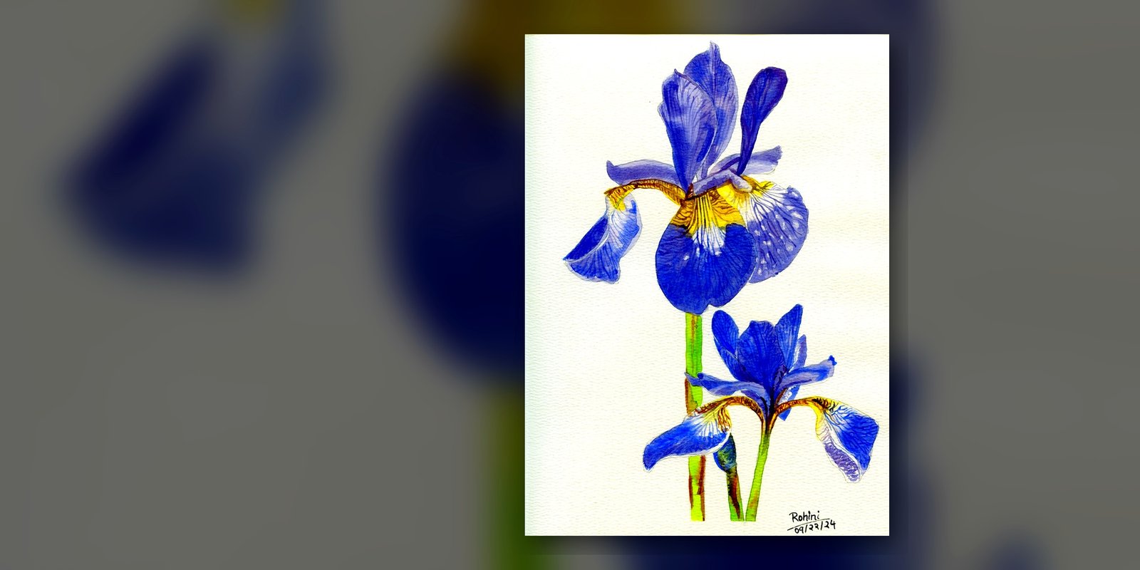 Iris watercolor — Rohini Rangari