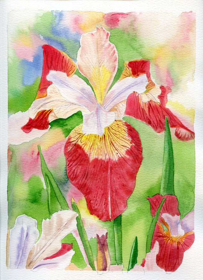 Pink Flower Series IV