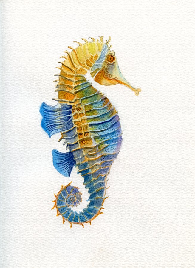 Sea Horse