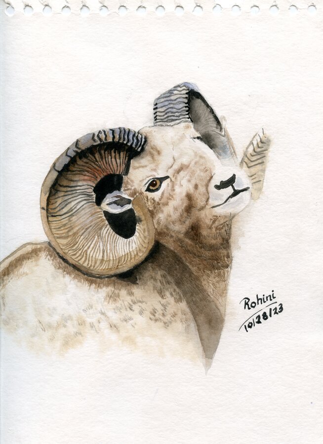 Sheep