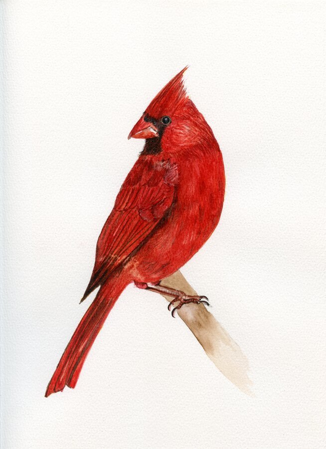 Red Cardinal
