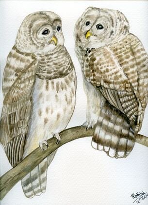 Two Owls