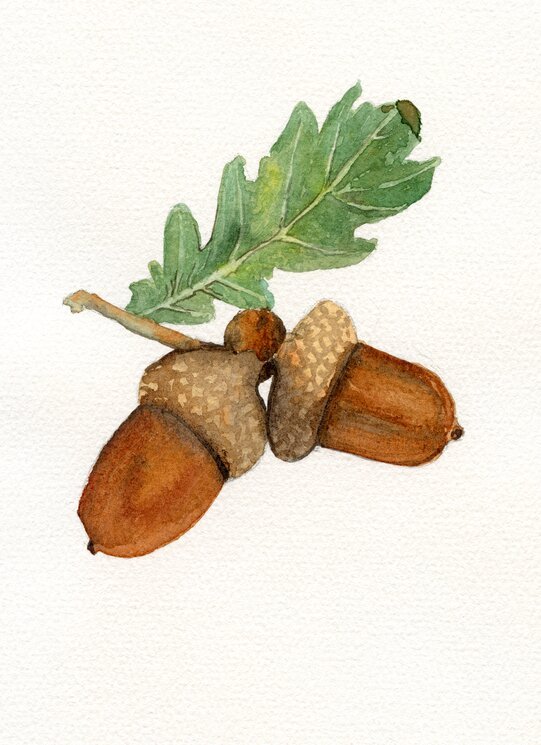 Two Acorns